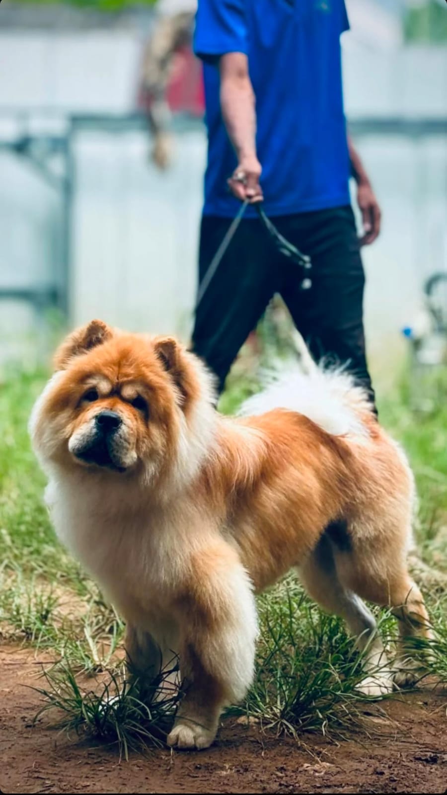 Chow Chow enjoying the outdoors at Feline's Kingdom