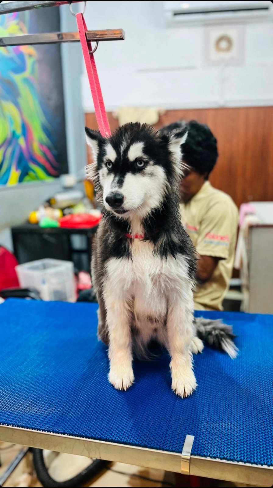 Husky on the grooming table at Feline's Kingdom