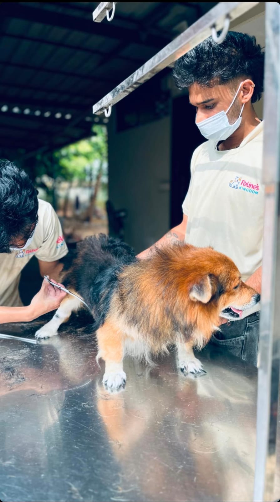 Feline's Kingdom staff grooming a dog on the grooming table